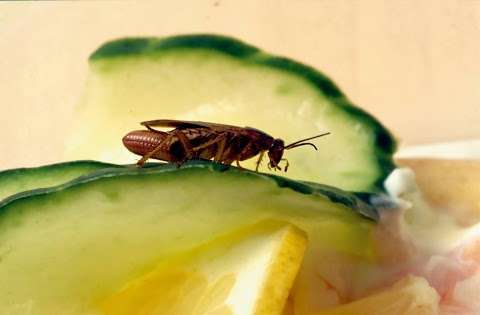 Photo: Flick Pest Control Bendigo